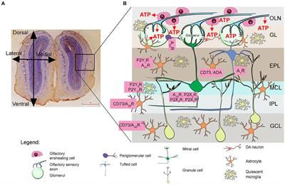 Impaired olfactory performance and anxiety-like behavior in a rat model of multiple sclerosis are associated with enhanced adenosine signaling in the olfactory bulb via A1R, A2BR, and A3R